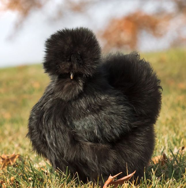 About Silkies